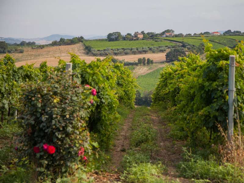 Weinregion Abruzzen Weinberge mit Landschaft im Hintergrund