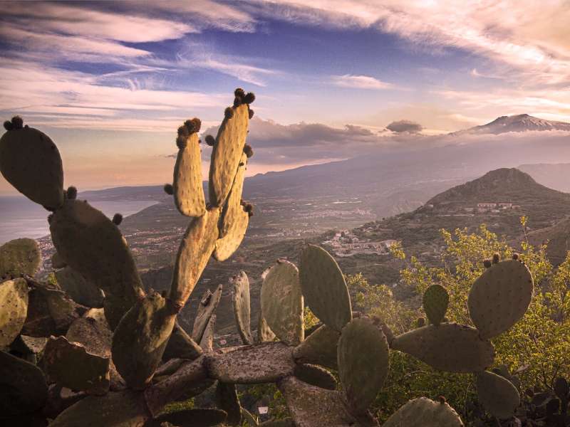 Weinregion Sizilien Kaktus und Weinberge im Hintergrund